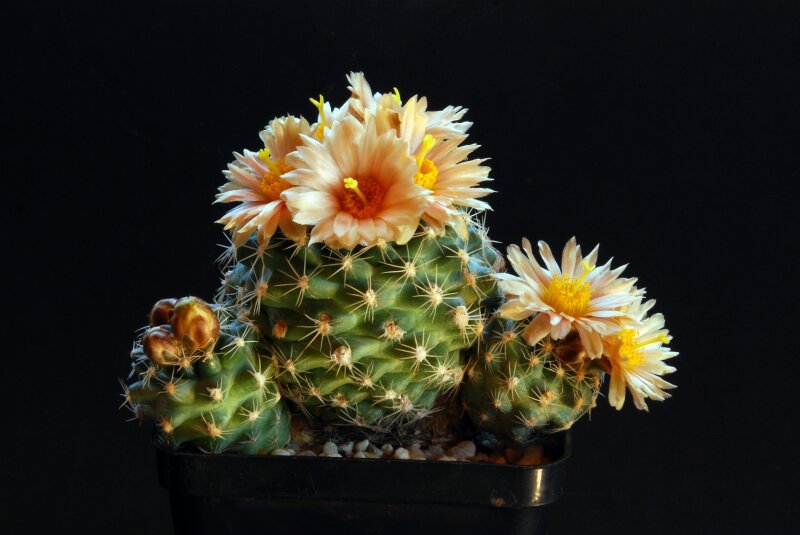 Pediocactus despainii 