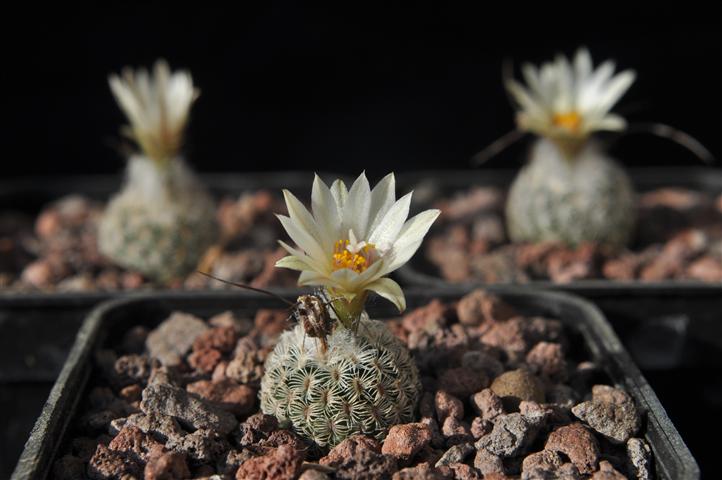 Turbinicarpus dickisoniae 