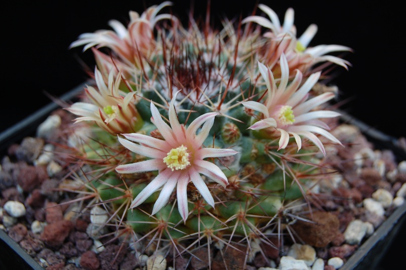 Mammillaria bocensis SB 942