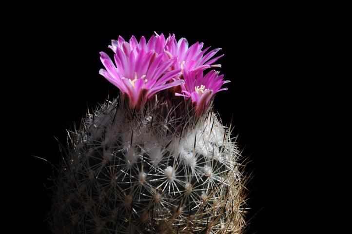 Rapicactus beguinii 