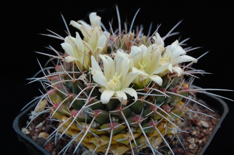 Mammillaria winterae Z 113