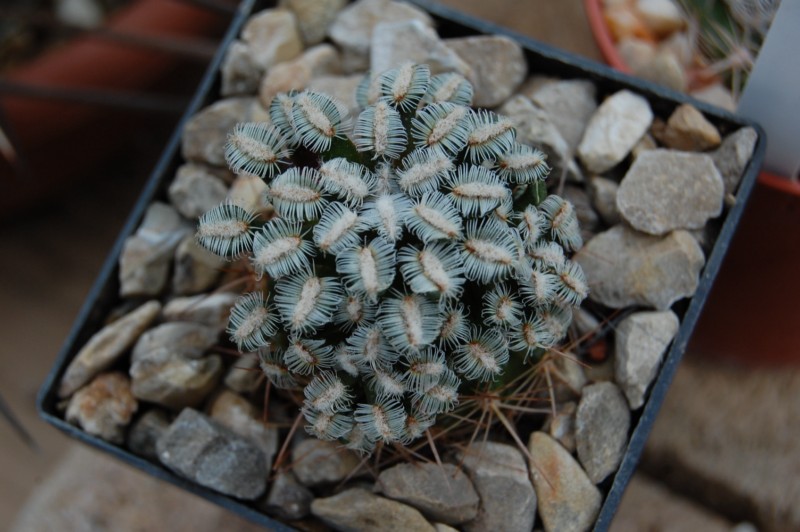 Mammillaria bertholdii 