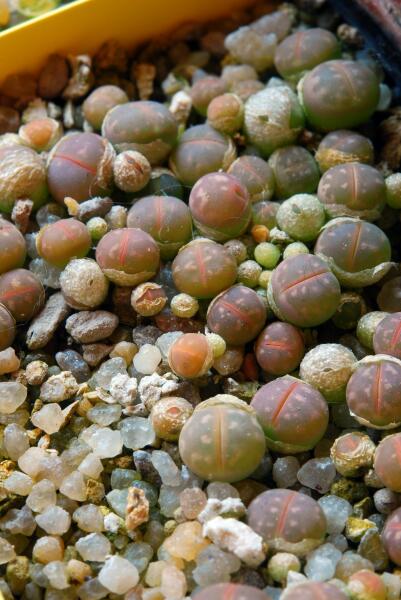 Lithops olivacea C55