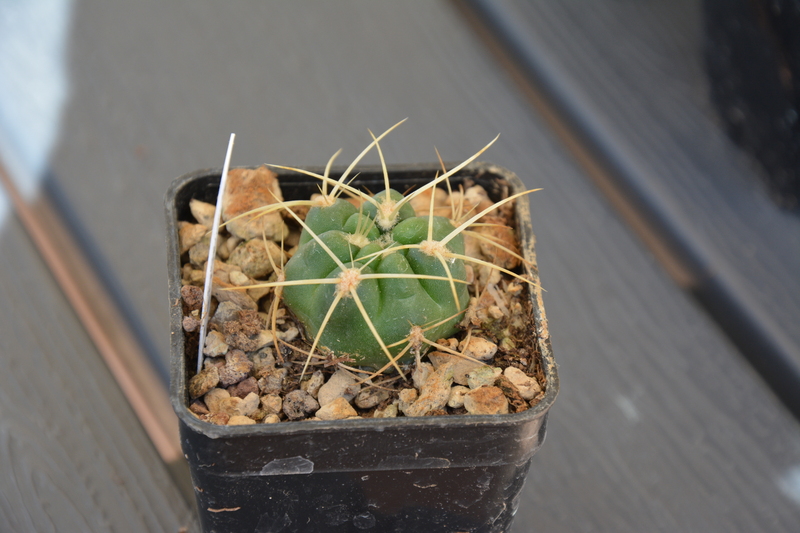 Gymnocalycium monvillei v.steinesi 