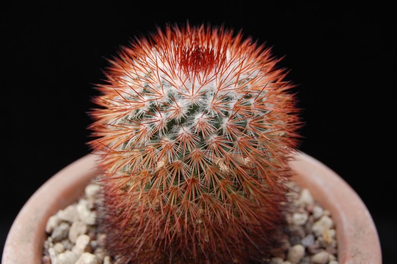 Mammillaria atrosanguinea 