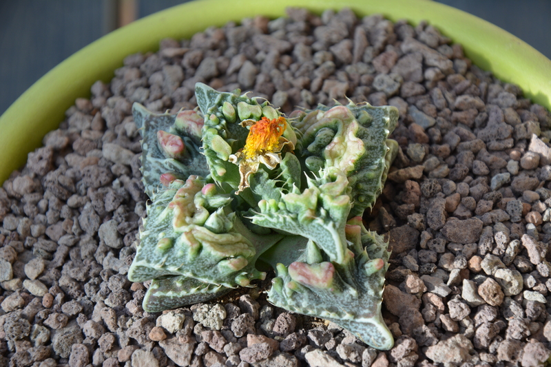 Faucaria tuberculosa  cv. Shishū 