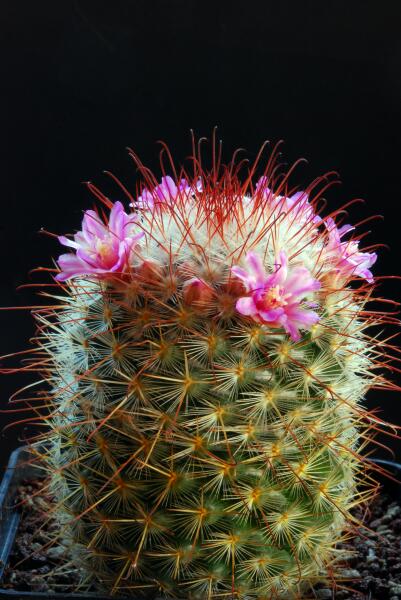 Mammillaria bombycina 