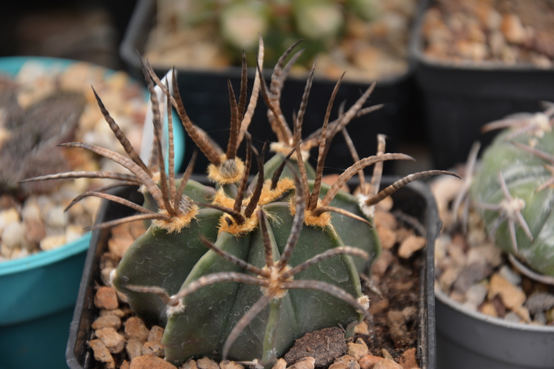 Astrophytum capricorne  cv. buffalo 