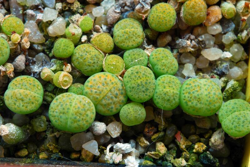 Lithops fulviceps cv. aurea C363