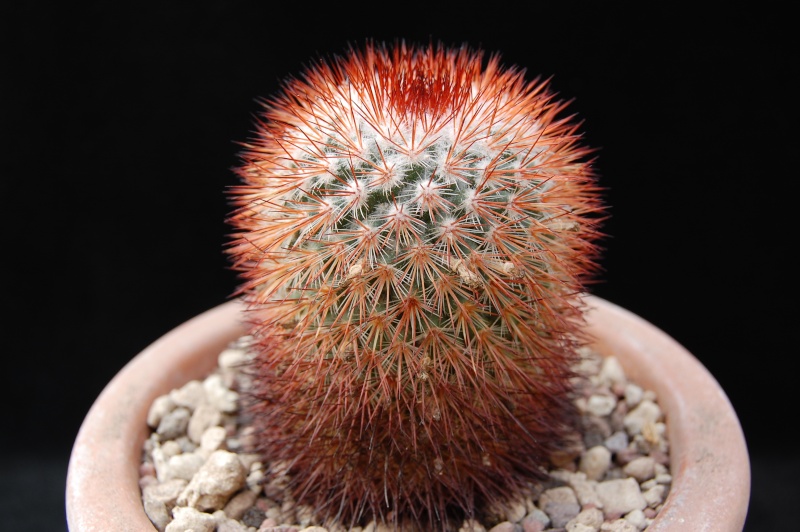 Mammillaria atrosanguinea 