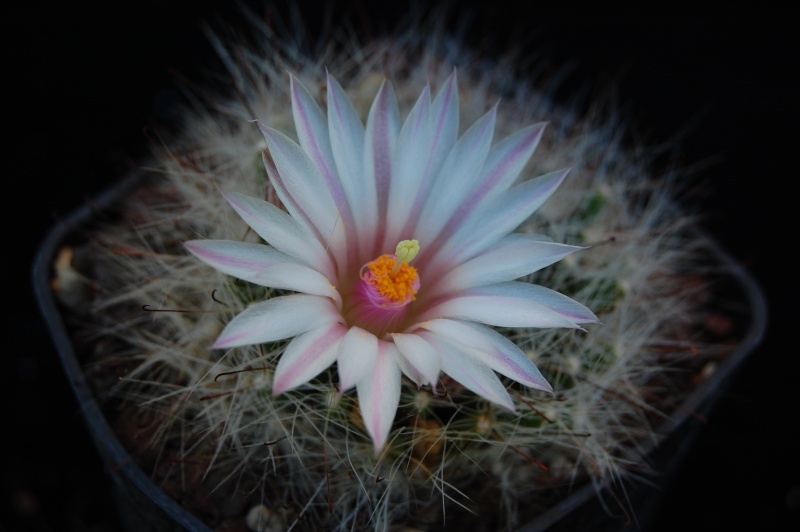 Mammillaria zephyranthoides LAU 1269