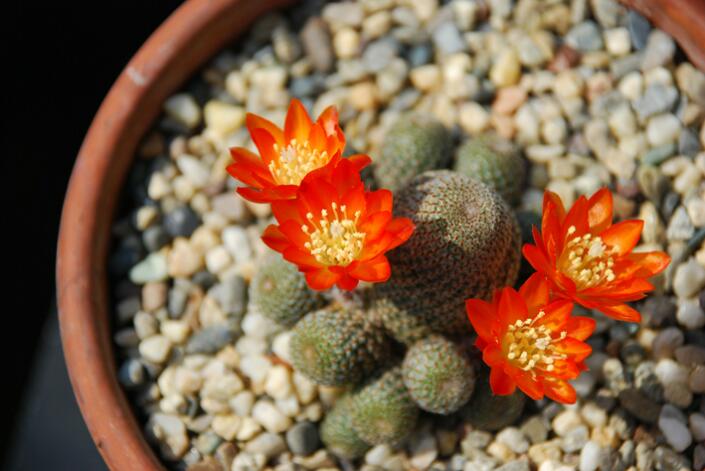 Rebutia heliosa 