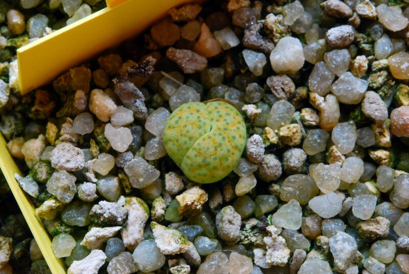 lithops gesinae v. annae