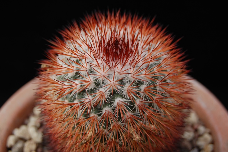 Mammillaria atrosanguinea 