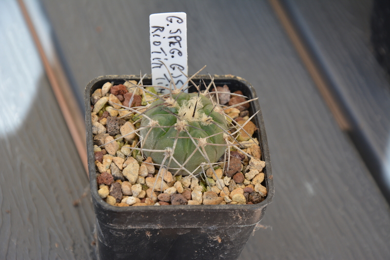 Gymnocalycium spegazzinii JS310