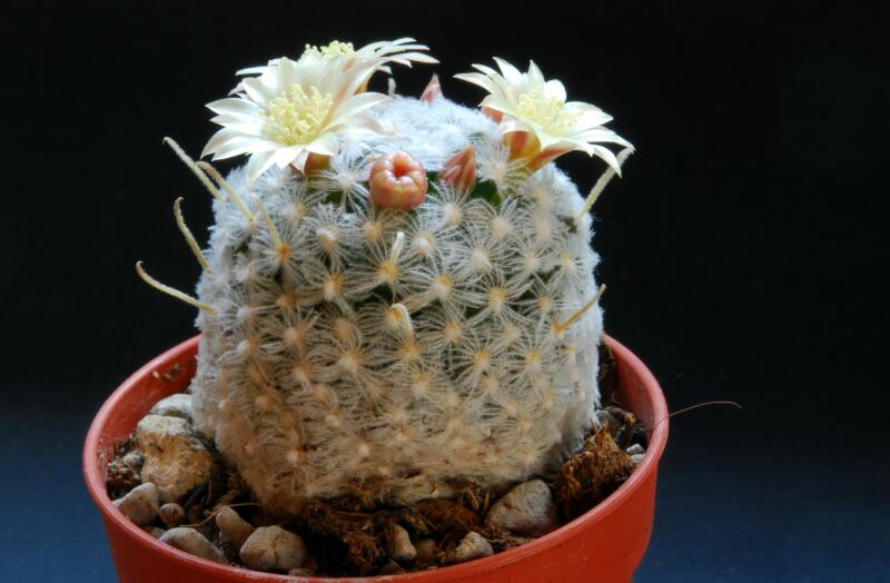 Mammillaria nana ssp. duwei 