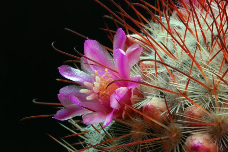 Mammillaria bombycina 