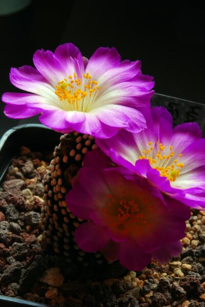 Mammillaria luethyi 