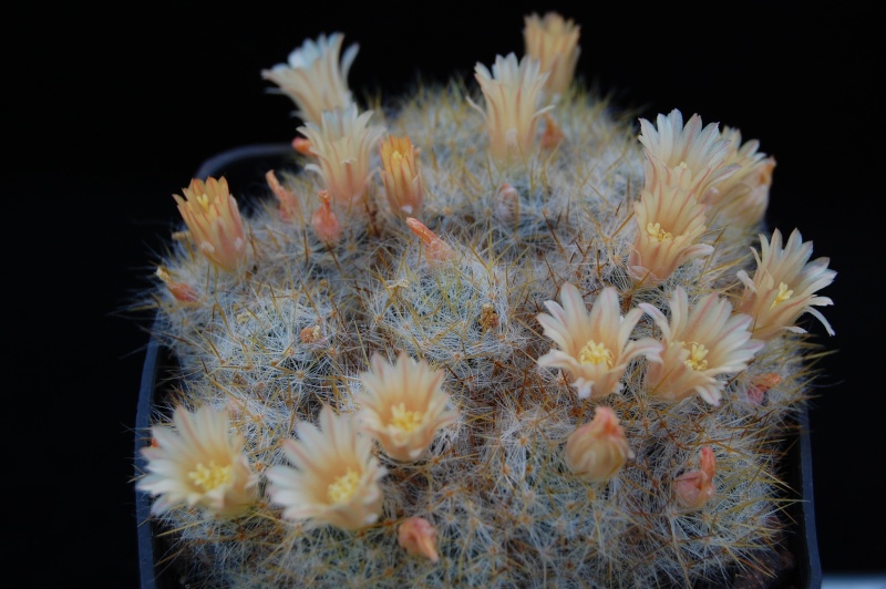 Mammillaria sanluisensis CC 381