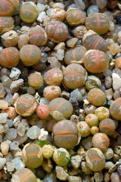 Lithops marmorata F130A