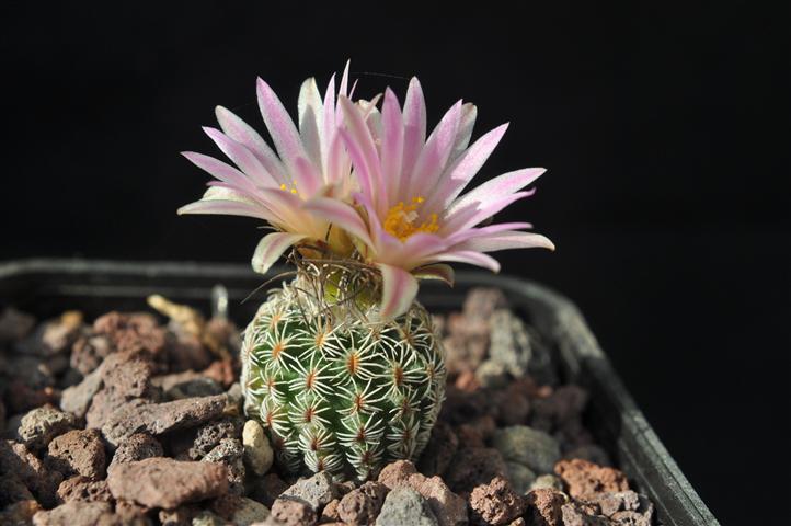 turbinicarpus pseudomacrochele ssp. lausseri