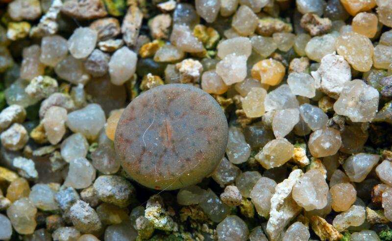 Lithops pseudotruncatella C68