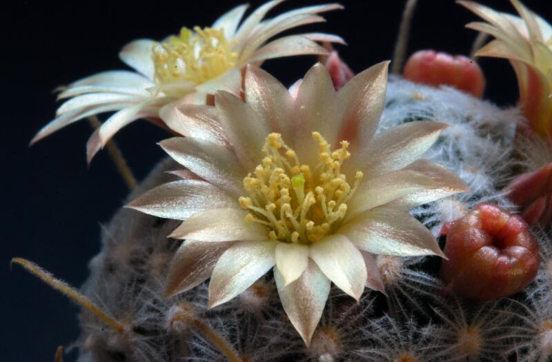 Mammillaria nana ssp. duwei 
