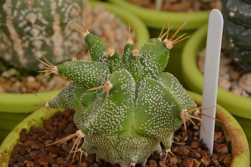 Astrophytum ornatum cv. kikko 