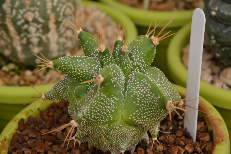 astrophytum ornatum cv. kikko