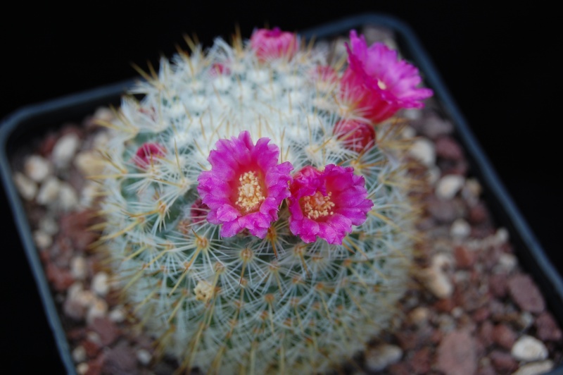 Mammillaria donatii REP 878