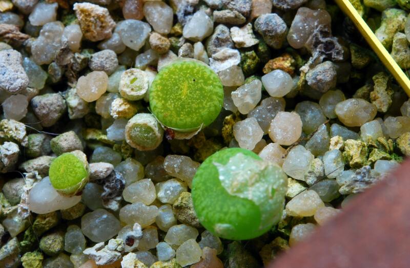 lithops sp. cv. bella ketty