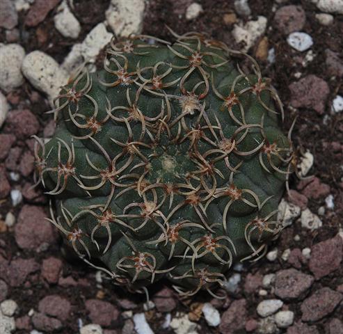 Gymnocalycium quehlianum v. flavispinum 