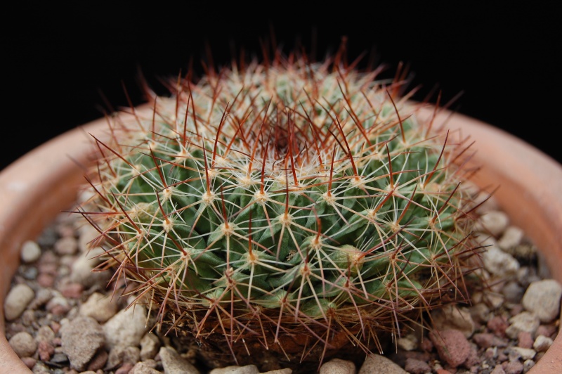 Mammillaria waltheri 