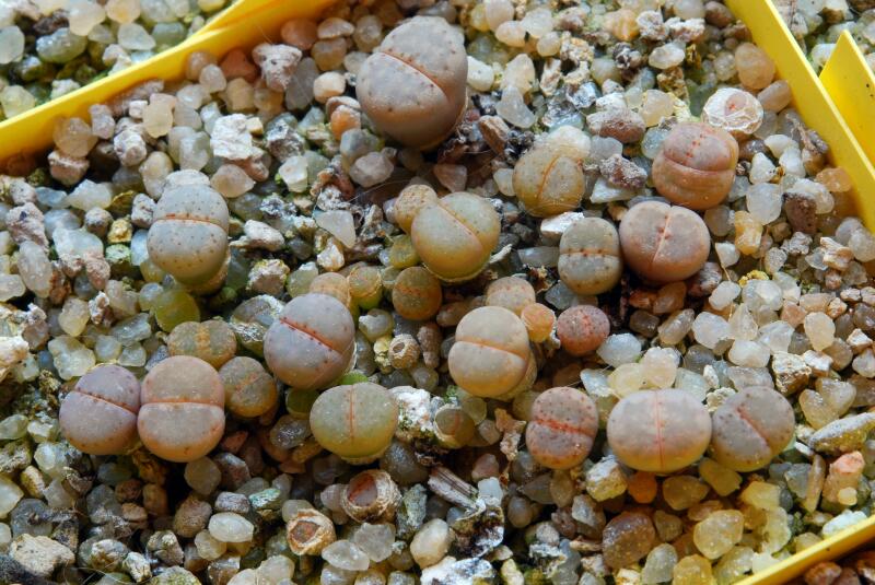 Lithops julii C63A