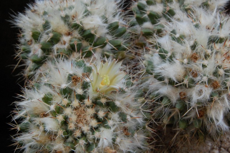 Mammillaria karwinskiana 