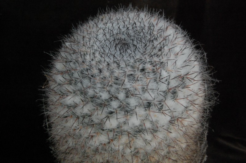 mammillaria dyckiana