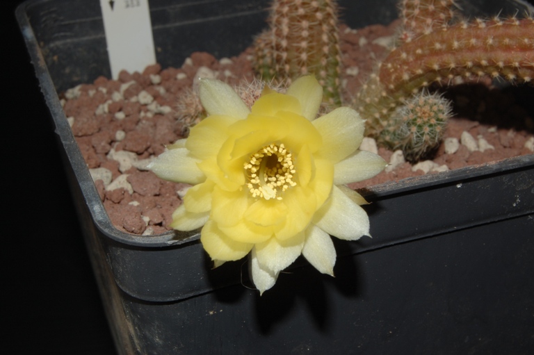 Chamaecereus cv. papagei 