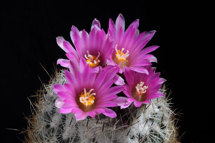 Rapicactus beguinii 