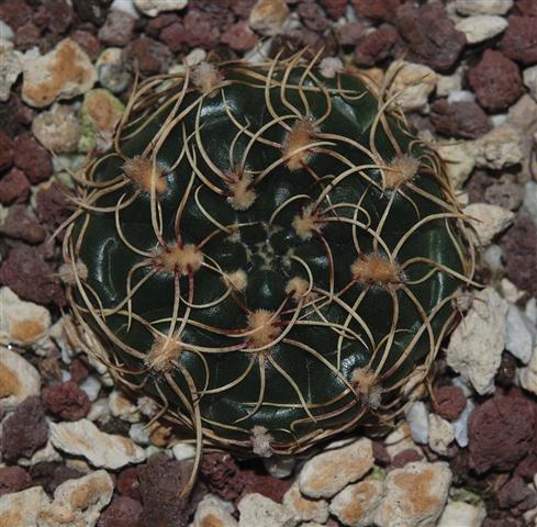 Gymnocalycium hyptiacanthum 