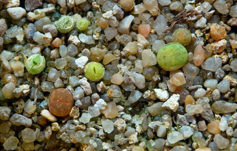 Lithops dinteri C206