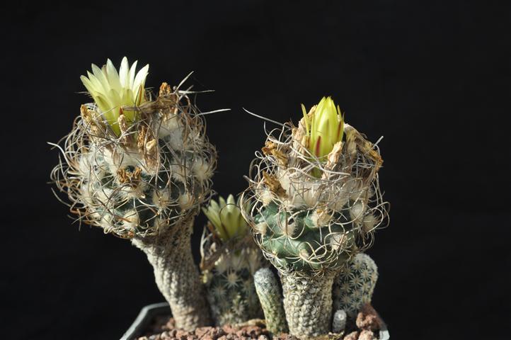 Turbinicarpus krainzianus v. minimus 