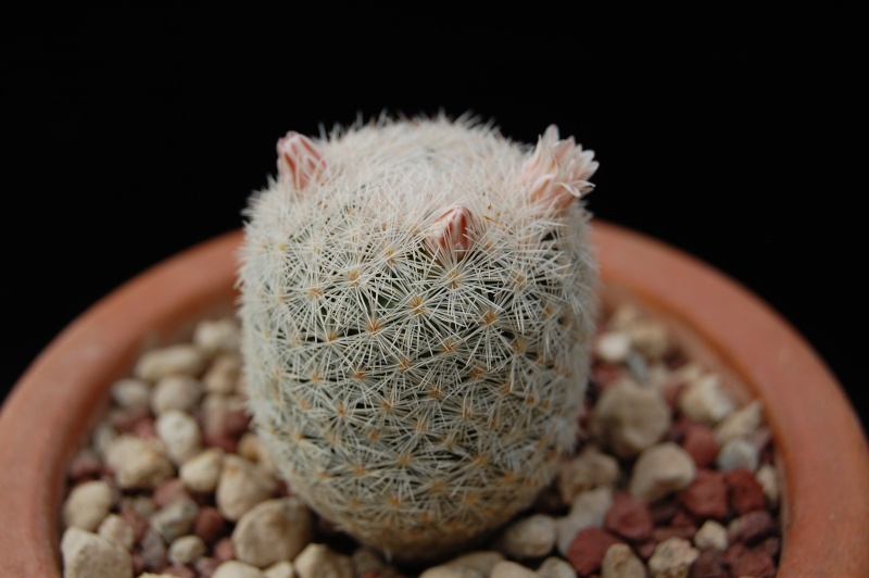 Mammillaria roseocentra SB 446