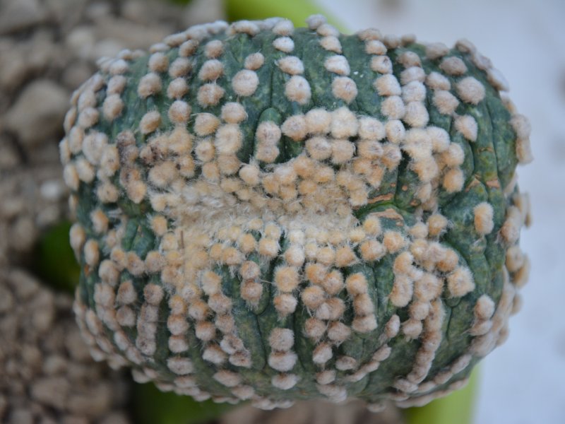 Astrophytum asterias f. cristatum 