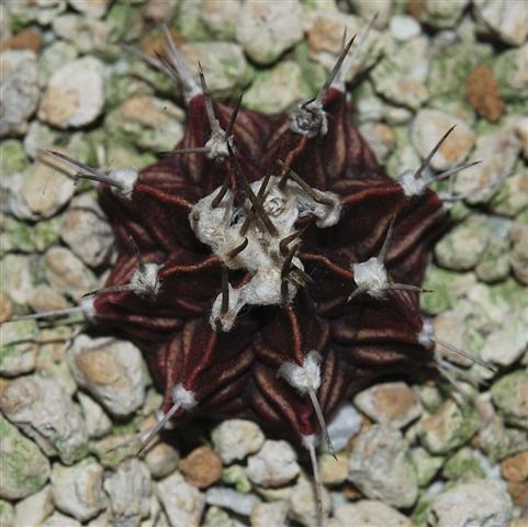 Gymnocalycium friedrichii v. angusto-striatum 