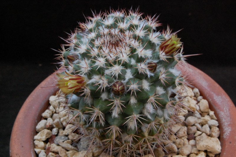 Mammillaria voburnensis ssp. eichlamii 