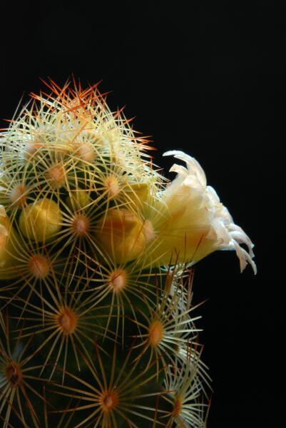 Mammillaria elongata 