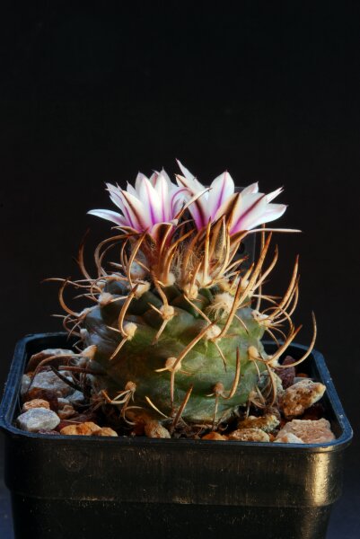 Turbinicarpus bonatzii 