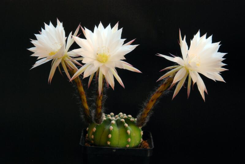 Echinopsis subdenudata 