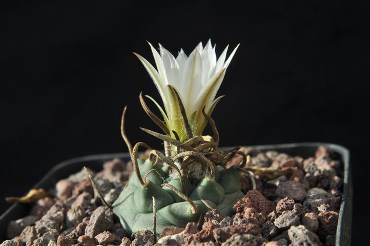 Turbinicarpus macrochele ssp. schwarzii 