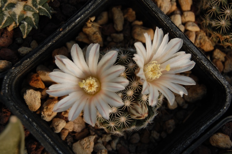 Mammillaria coahuilensis SB 699